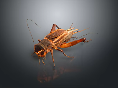 Cricket Oil Gourd Cricket Grasshopper Insect Game Item 3d model