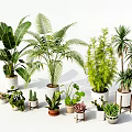 Various Green Potted Plants With Ceramic Pots And Wooden Stands For Indoor Decoration