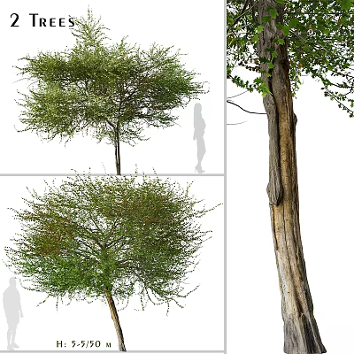 Ornamental Garden Trees With Lush Green Foliage Various Canopy Shapes And Textured Trunk 3d model