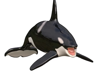 Orca Black And White Aquatic Animal Swimming With Open Mouth In Ocean 3d model