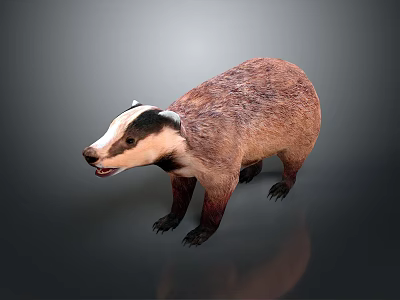 Realistic 3D Badger Model With Brown And White Fur Standing Pose 3d model