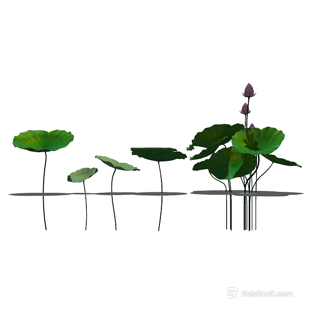 Lotus Plants With Green Leaves And Pink Buds In Natural Pond Setting 3d model 