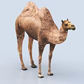 Detailed Realistic Brown Camel 3D Rendering Isolated On Light Blue Background 3d model
