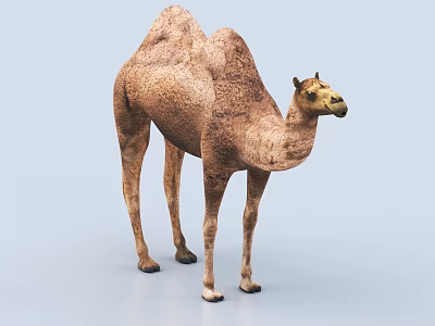Detailed Realistic Brown Camel 3D Rendering Isolated On Light Blue Background 3d model