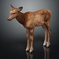 Brown Fawn With White Spots Standing On Black Background Showing Reflection