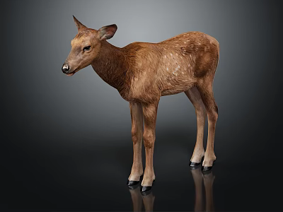 Brown Fawn With White Spots Standing On Black Background Showing Reflection 3d model