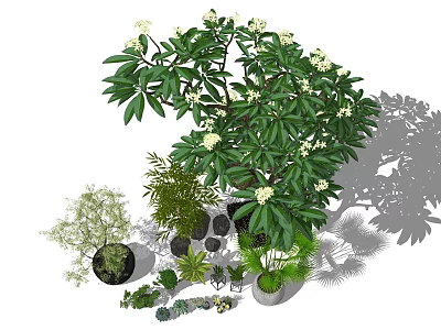 Bonsai and Potted Plants with Various Greenery Stones and Natural Shadow Effects 3d model
