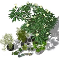Bonsai and Potted Plants with Various Greenery Stones and Natural Shadow Effects