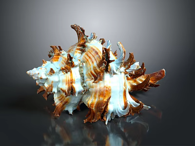 Brown And White Spiked Conch Shell With Shiny Texture On Dark Background 3d model