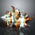 Brown And White Spiked Conch Shell With Shiny Texture On Dark Background