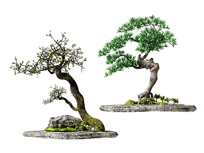 Bonsai Trees With Curved Trunks Flowering Branches Pine Foliage On Stone Slabs With Moss Rocks 3d model