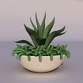 Leafy Green Succulent Potted Plant In White Ceramic Bowl With Decorative Plants