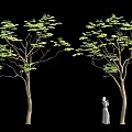 Person In White Dress Standing Beside Tree With Green Leaves On Black Background