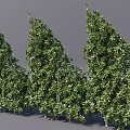 Healthy Green Evergreen Shrubs With Dense Foliage For Garden Landscaping Outdoor Decor And Natural Beauty