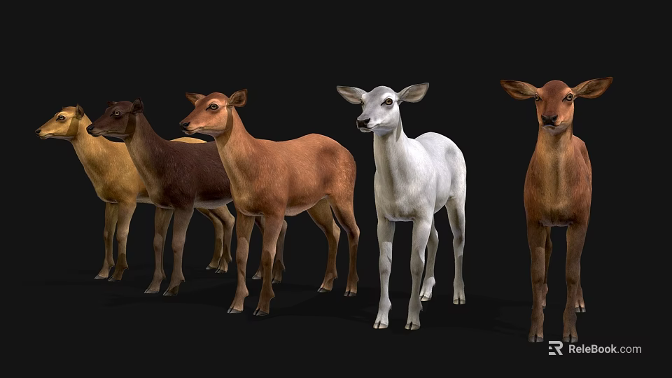 Various Colorful Reptile Species Showcased In Naturalistic Display Setup 3d model 