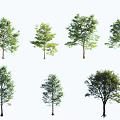 Diverse Arbor Varieties with Lush Green Foliage and Unique Trunk Forms 3d model