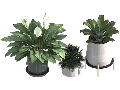 Indoor Houseplants With Green Leaves White Flowers And Different Planters 3d model
