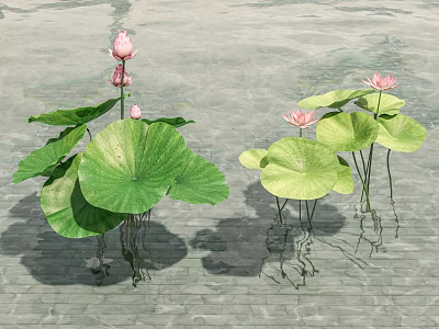 Aquatic Lotus Plants With Pink Flowers And Green Leaves Growing In Calm Water 3d model