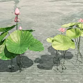 Aquatic Lotus Plants With Pink Flowers And Green Leaves Growing In Calm Water