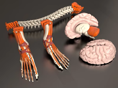 Limb Organs Anatomical Structure With 3D Model Of Arm Leg Muscles And Bones 3d model