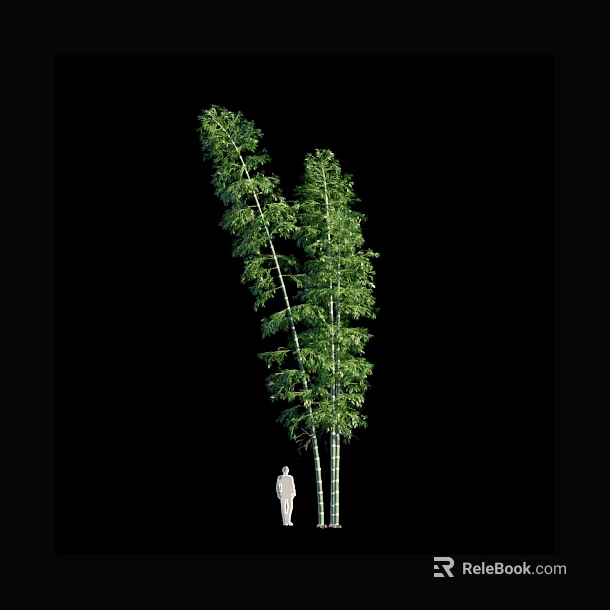 Tall Bamboo Plants With Green Foliage Against Black Background And Human Figure 3d model 