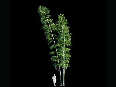 Tall Bamboo Plants With Green Foliage Against Black Background And Human Figure 3d model