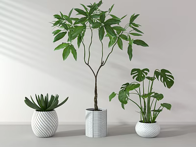 Three Indoor Potted Green Plants Different Varieties in White Pots Light Background 3d model