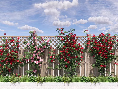Lush Climbing Vines Covering Wooden Fence With Red Pink Flowers In Garden Under Blue Sky 3d model