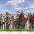 Lush Climbing Vines Covering Wooden Fence With Red Pink Flowers In Garden Under Blue Sky