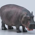 Realistic Hippopotamus 3D Model Render With Open Mouth And Gray Skin 3d model