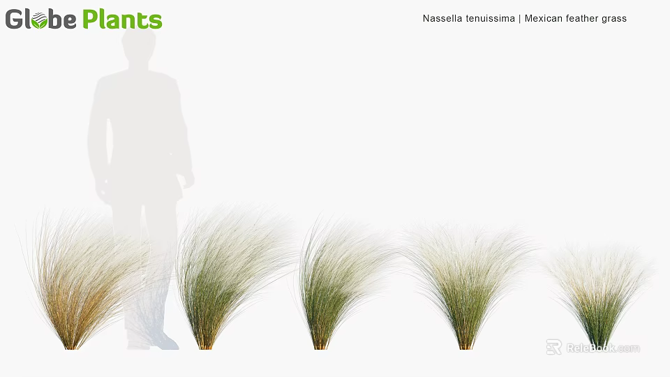 Ornamental Grasses With Feathery Foliage In Multiple Clumps For Decorative 3d model 
