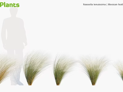 Ornamental Grasses With Feathery Foliage In Multiple Clumps For Decorative 3d model
