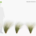 Ornamental Grasses With Feathery Foliage In Multiple Clumps For Decorative