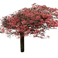 Sakura Trees Landscape Trees 3d model