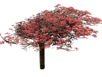 Sakura Trees Landscape Trees 3d model