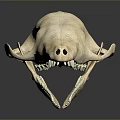 Close Up View Of Detailed Animal Skull With Sharp Teeth And Bone Structure 3d model