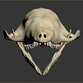 Skull Animal Skull Monster Skull Monster Fossil Monster Skull Skull Fossil Skeleton Animal Skeleton 3d model