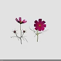 Pink Cosmos Flowers With Feathery Leaves Stems And Buds On Black Background