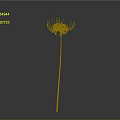 Red Spider Lily Plant With Long Yellow Stem Against Gray Background