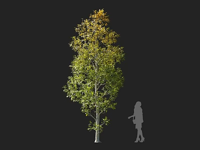 Tall Arbor With Green Yellow Leaves And Human Silhouette For Size Reference 3d model