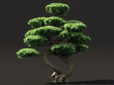 Green Shrub with Curved Trunk and Layered Foliage in Bonsai Style with Stones at Base 3d model