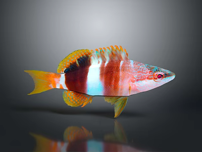 Vibrant Colorful Fish With Red White Yellow Stripes Fins And Reflection On Gray Background 3d model