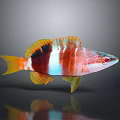 Vibrant Colorful Fish With Red White Yellow Stripes Fins And Reflection On Gray Background