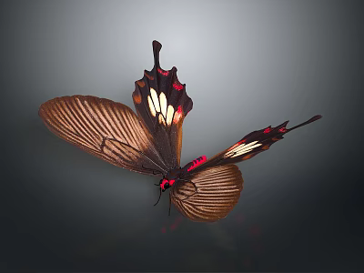 Brown Butterfly With Red White Patterns Unique Wing Shape And Spread Wings On Dark Background 3d model