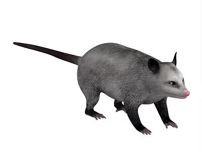 Gray Opossum With Long Tail Black Ears And Pink Nose In Wildlife Scene 3d model