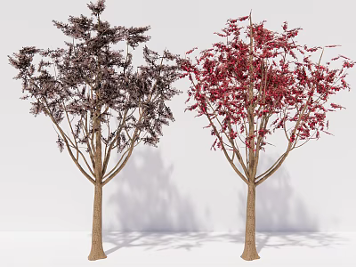 Two Arbor Trees With Dark And Red Leaves Displaying Vibrant Foliage In White Background 3d model