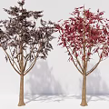 Two Arbor Trees With Dark And Red Leaves Displaying Vibrant Foliage In White Background