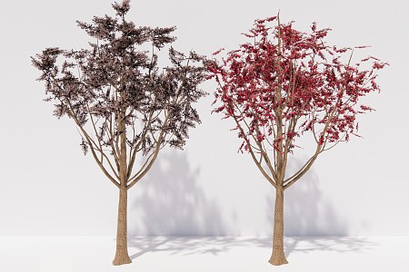 modern tree red-leaf plum arbor plant 3d model