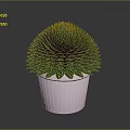 Lush Green Leafy Plant With Round Shape In Pink Pot For Indoor Decoration