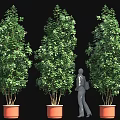 Tall Green Plants In Orange Planters With Person Standing Against Black Background